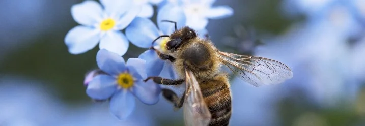 Biene auf Vergissmeinnicht